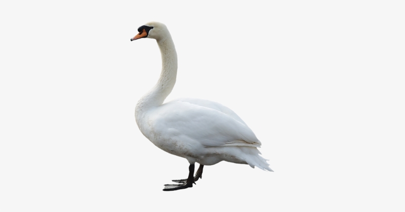 Swan Png Pic - Birds In Water Png, transparent png