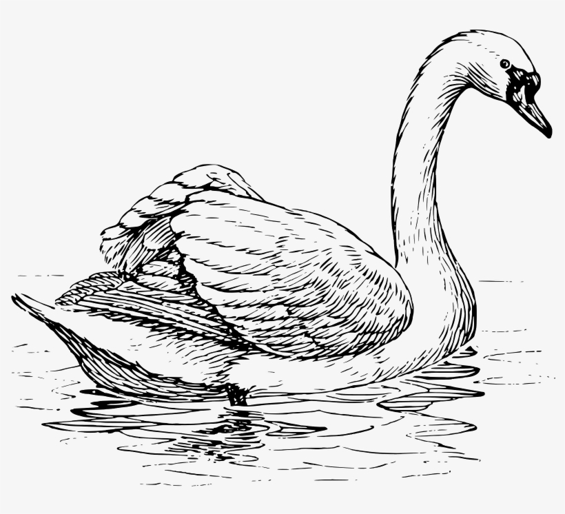 Swan - Swan Coloring Pages, transparent png