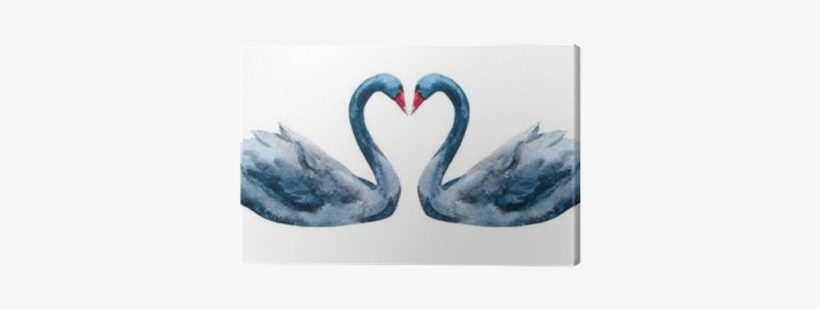 Cisne Aquarela, transparent png
