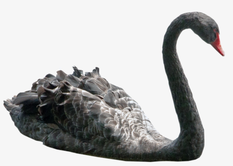 Swan - Black Swan Bird Transparent, transparent png