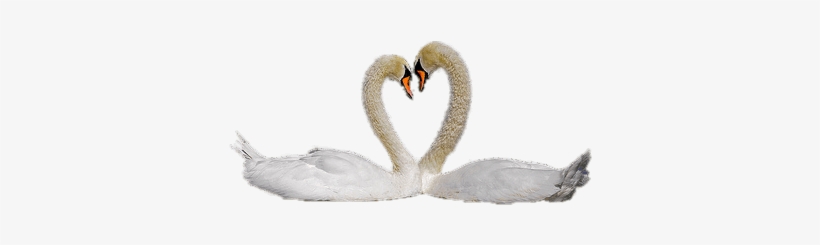 Animals - Swans - Cisnes Png, transparent png