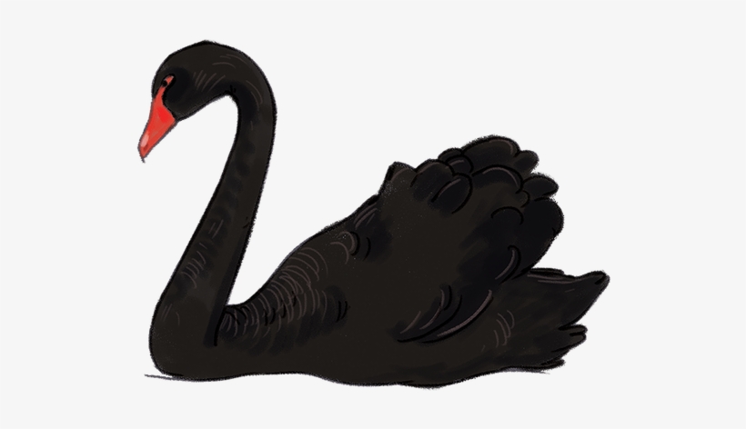 Download - Black Swan Bird Transparent, transparent png