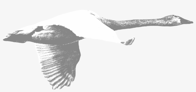 Swan-cropped - Portable Network Graphics, transparent png