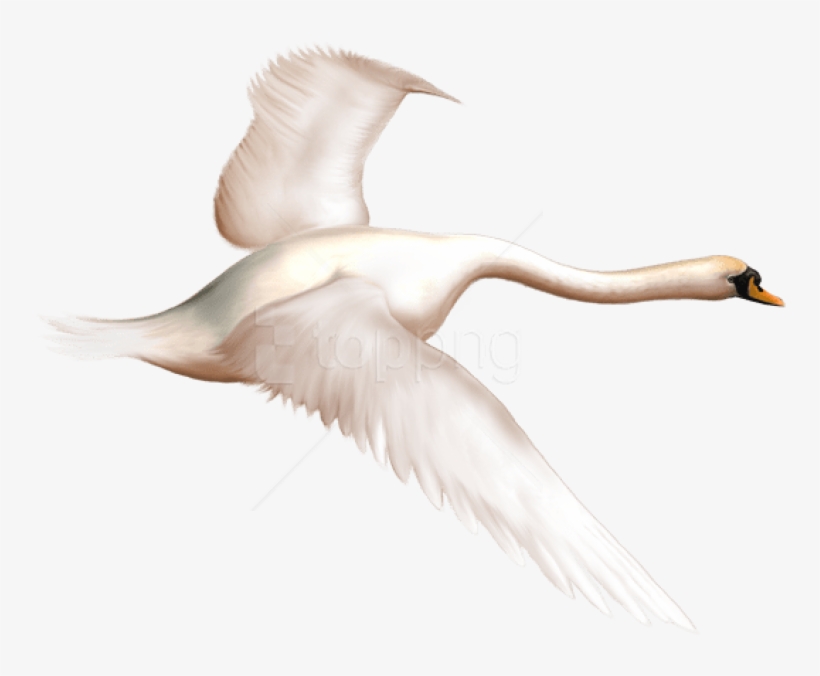 Swan - Swan Flying Transparent Fond, transparent png
