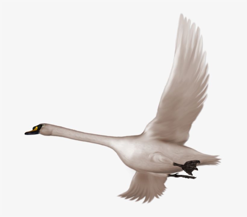 Transparent Swan, transparent png