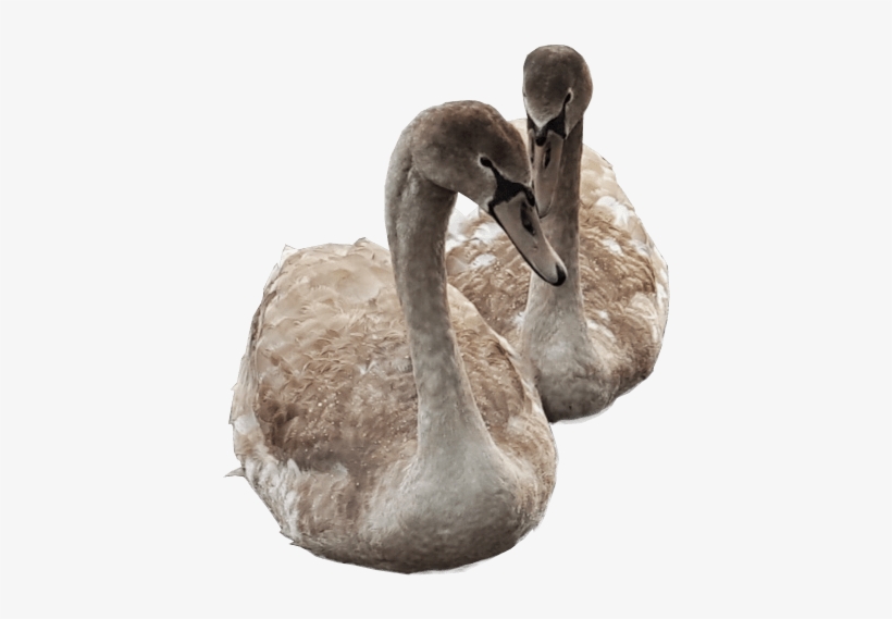 Cygnets Swimming Png Image Transparent Background Swans - Transparent Duck Swimming, transparent png
