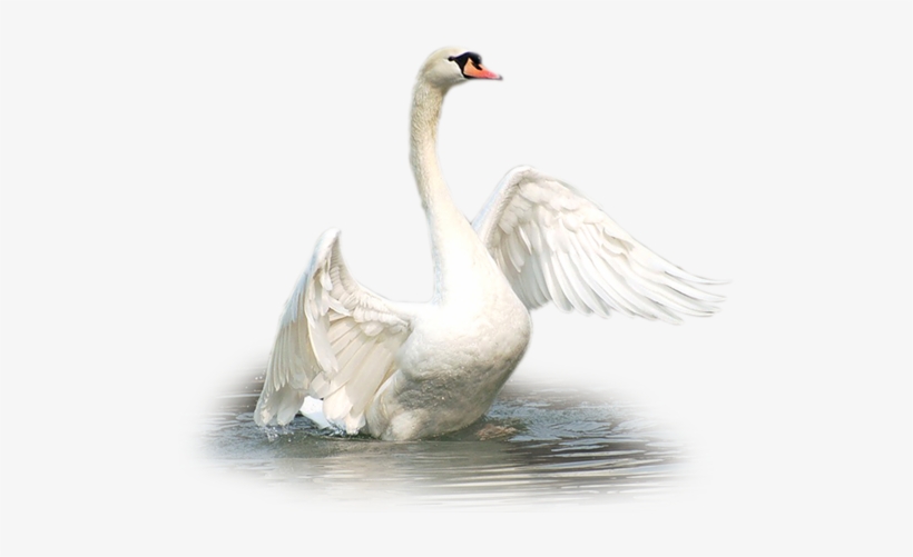 Visit - Tubes Cygnes, transparent png