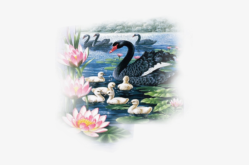 Page - Shirley Barber, transparent png