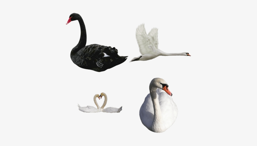 Black Swan, transparent png