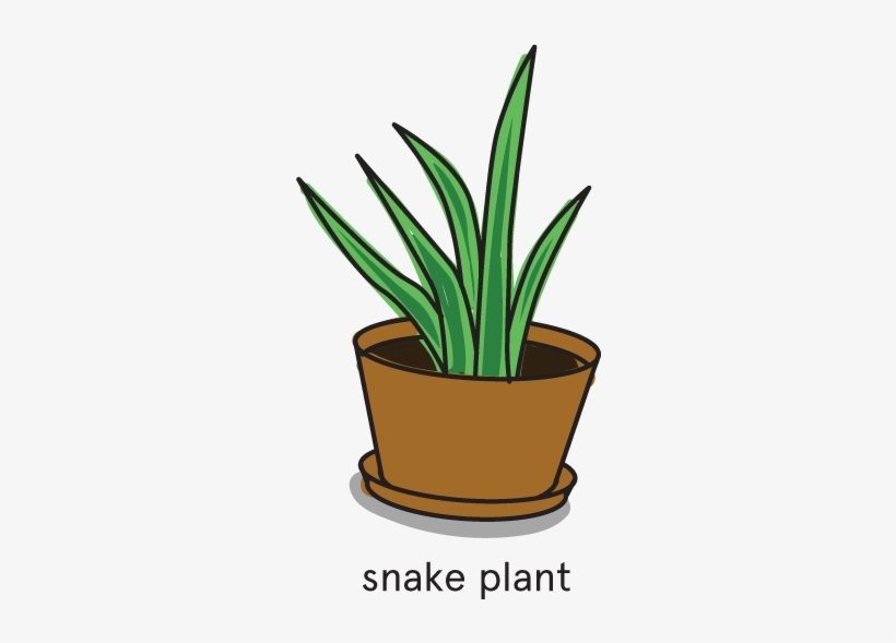 Our Favorite House For Improving Air Quality - Snake Plant Clipart, transparent png