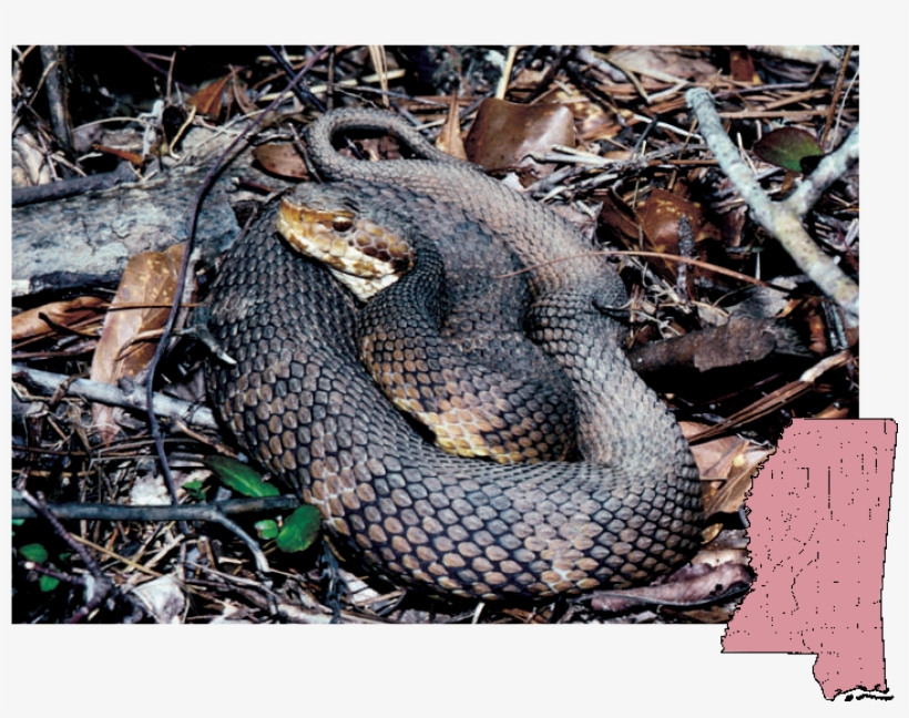 Cottonmouth Agkistrodon Piscivorus - Snakes, transparent png