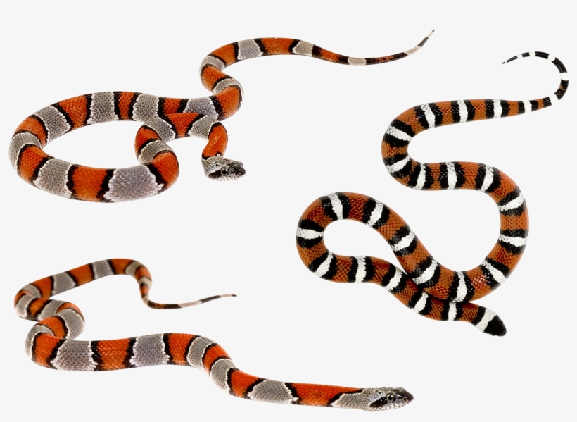 Wild Snakes - Brush, transparent png