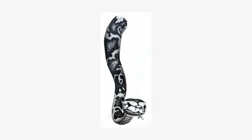 Python Pencil Illustration - Illustration, transparent png