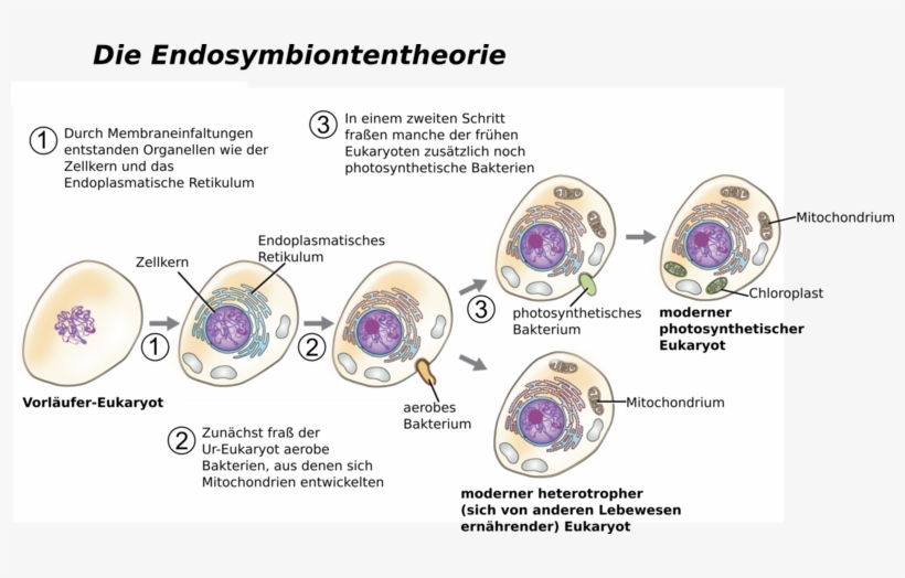 Was Ist Die Endosymbiontentheorie File - Endosymbiontentheorie - Endosymbiontentheorie Zellkern - 800x444