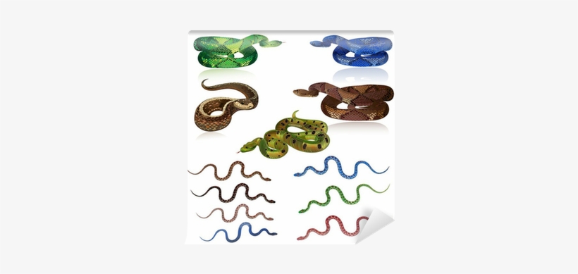 Snakes, transparent png