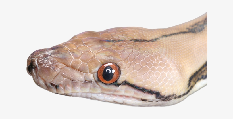 Animals Snake Pngmart002 Load20180523 Transparent Png - Portable Network Graphics, transparent png
