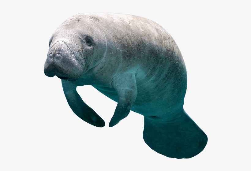 How To Swim With Manatees In Florida - Sri Lanka Snorkeling With Whales, transparent png