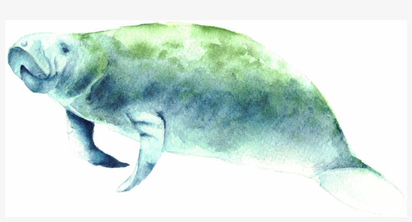Florida Manatee Print - Florida, transparent png