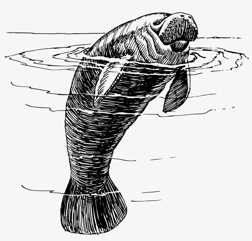 Manatee Png, transparent png