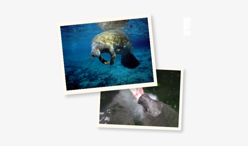 Course Information - University Of Florida College Of Veterinary Medicine, transparent png