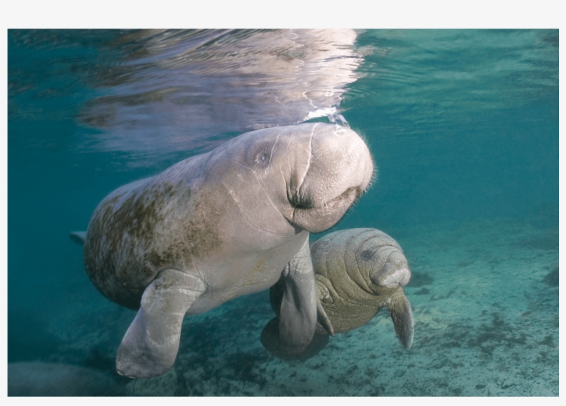 Manatee Mother & Child Canvas Print - Walrus, transparent png