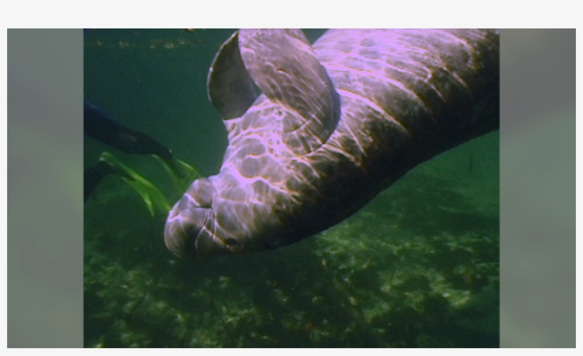 Underwater Photography Course, transparent png