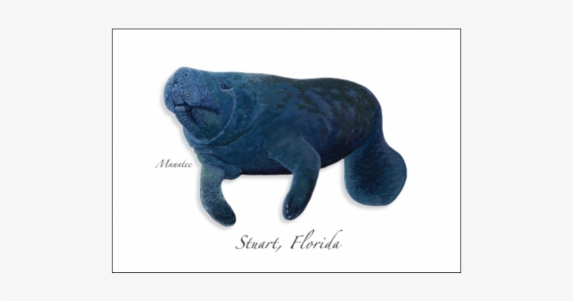 Manatee Iii - Stuffed Toy, transparent png