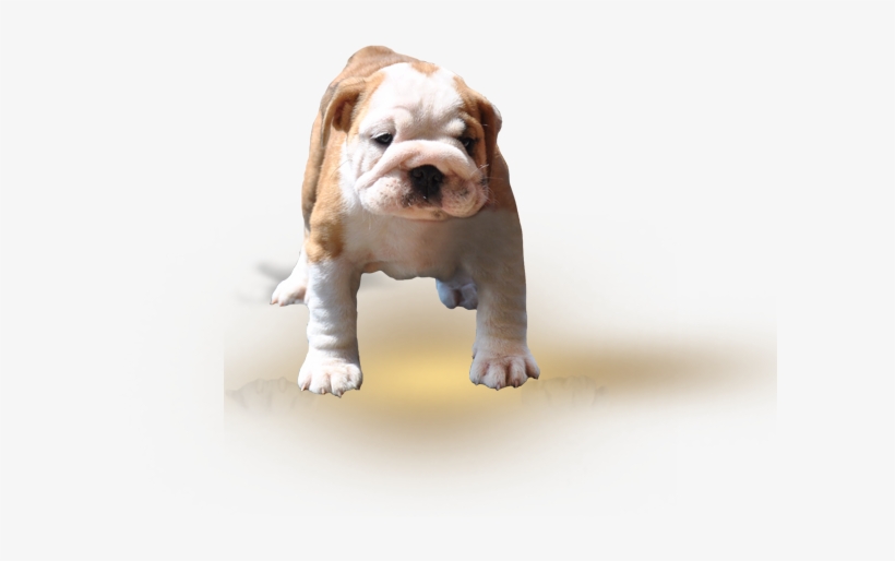Gallery - Toy Bulldog, transparent png