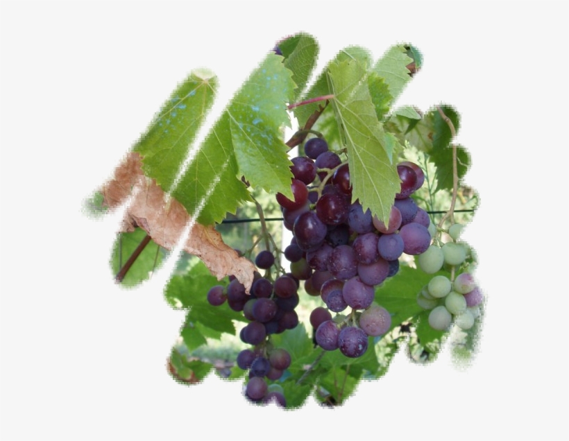 Seedless Fruit, transparent png
