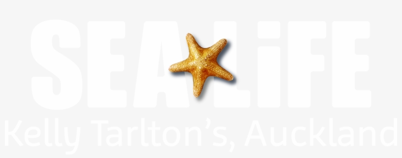 Toggle Navigation Sea Life Kelly Tarlton's - Kelly Tarlton's Sea Life Aquarium, transparent png