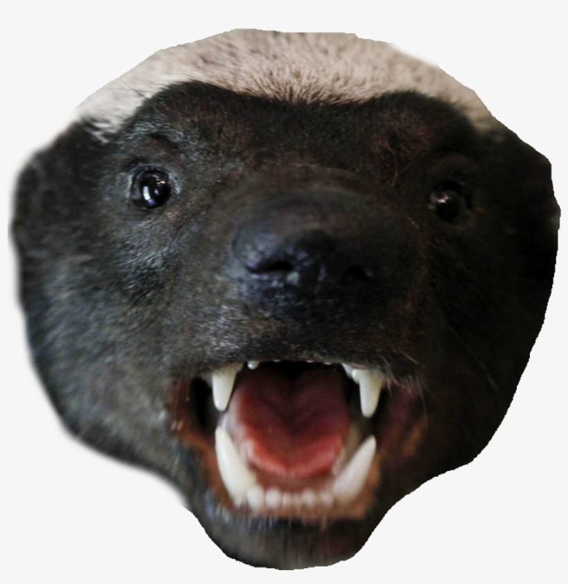 Honey Badger Png Clipart Library Stock - Honey Badger, transparent png