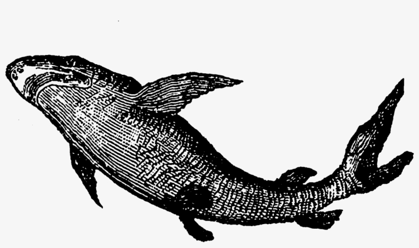 Regardless, Both Of These Shark Images Are Great And - Vintage Fishing Clipart Transparent, transparent png
