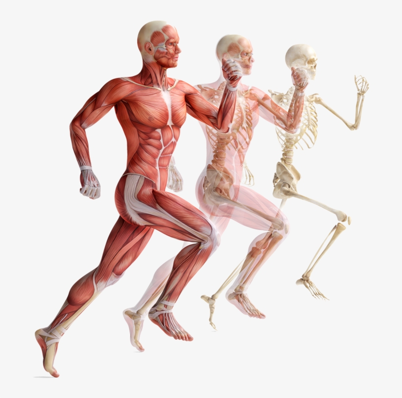 «счастье Человека» - Темы - « - Corpo Humano Em Movimento, transparent png