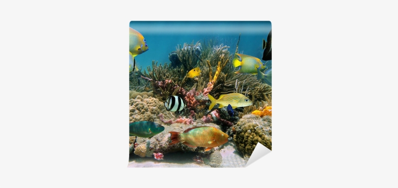 Underwater Scenery With Colorful Sea Life Wall Mural - Dingle Oceanworld Aquarium, transparent png