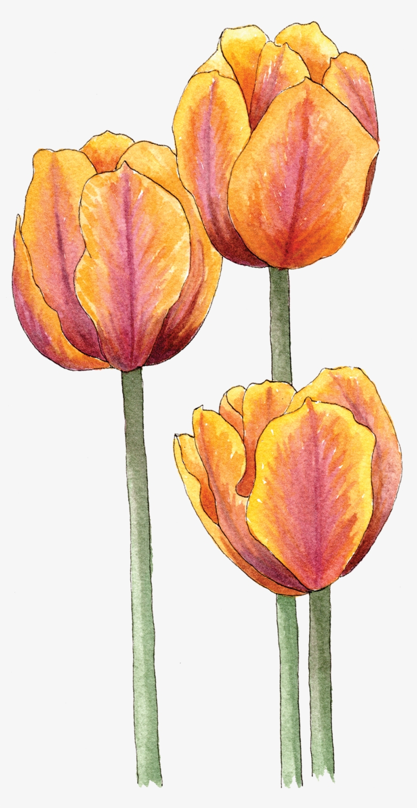 Illustration By Helen Krayenhoff - Sprenger's Tulip, transparent png