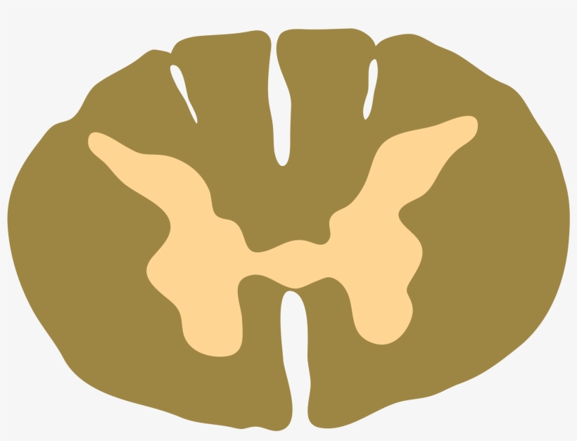 Open - Spinal Cord, transparent png