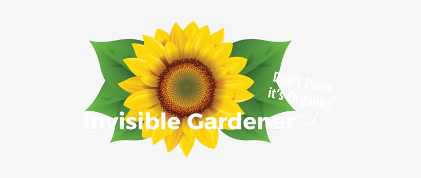 Vector Sunflower, Realistic Square Sticker 3" X 3", transparent png
