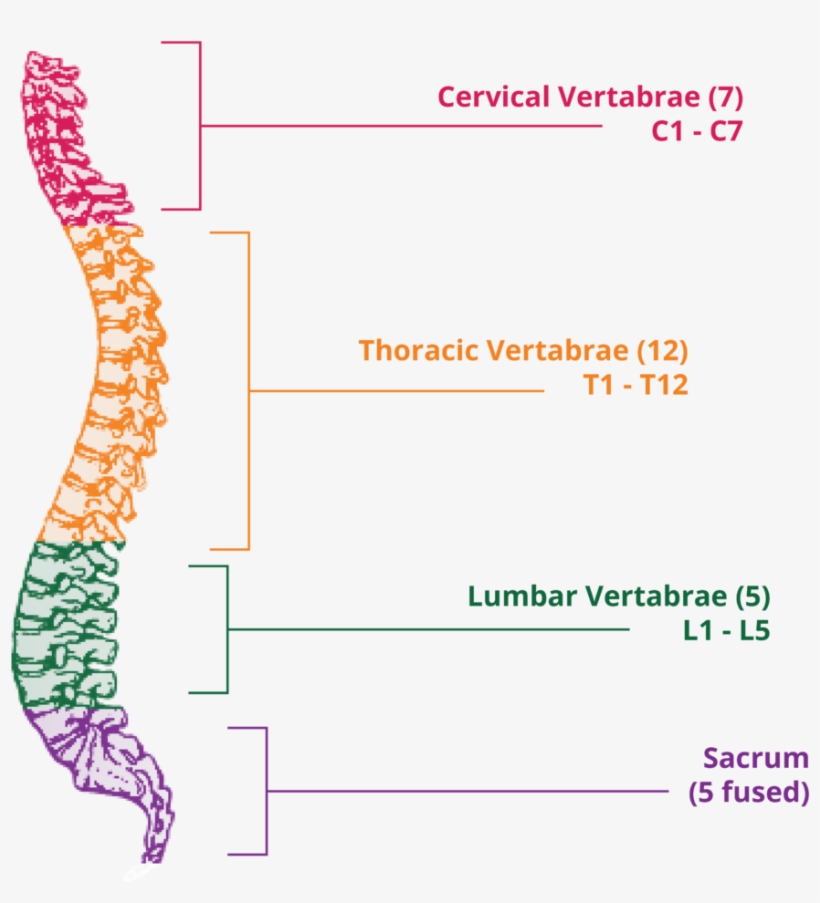 Below Those Are Five Sacral Vertebrae, Which Are Fused - Clip Art, transparent png