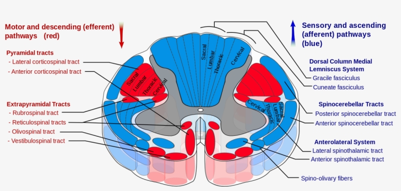 1280px-spinal Cord Tracts - Spinal Tracts, transparent png