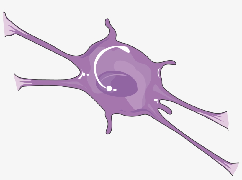 Cns Cell Lines Oligodendrocyte - Biology, transparent png