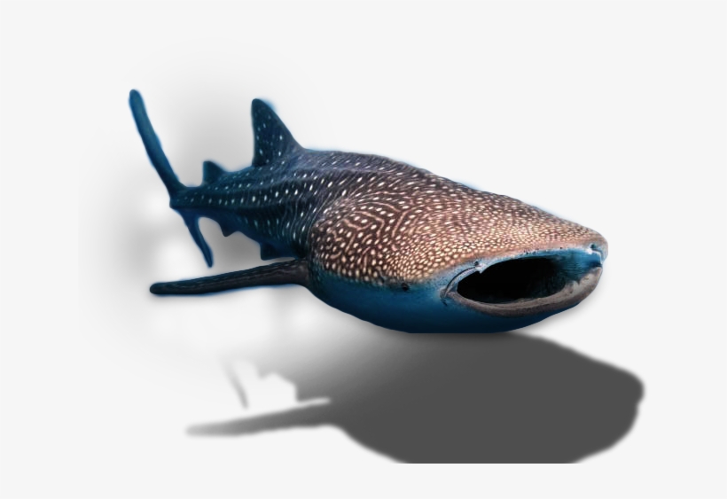Whale Shark, transparent png