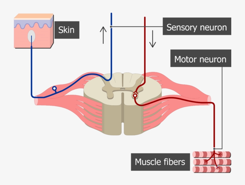 Ventral And Dorsal Root, transparent png