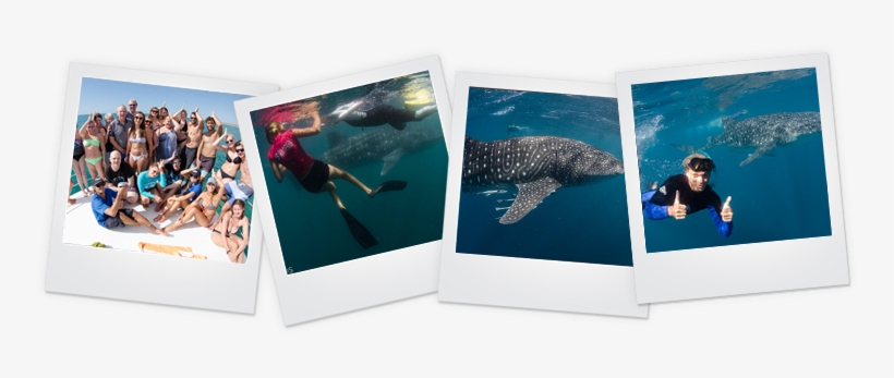 Whale Sharks And The Marine Environment With Guests - Underwater, transparent png