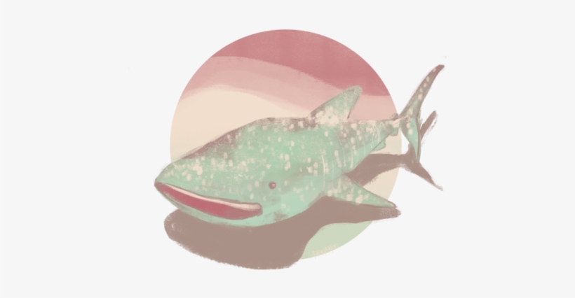 2 - Great White Shark, transparent png