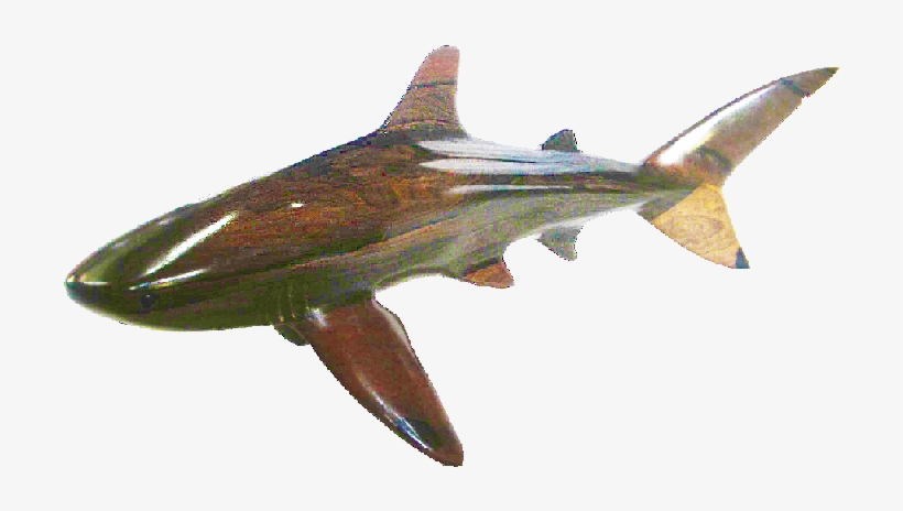 Shark, transparent png