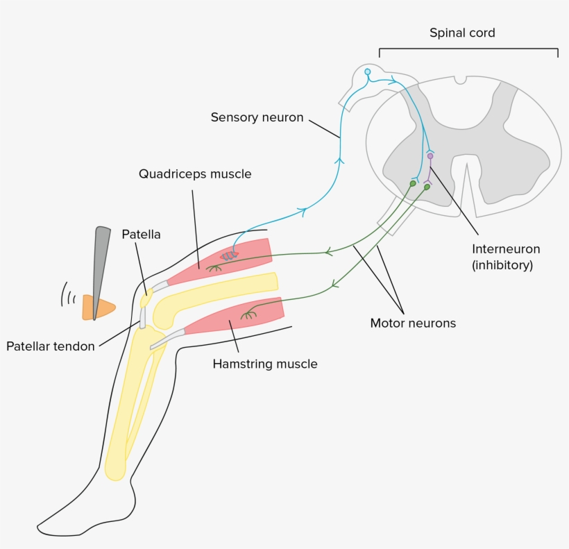 Neurotransmitters And Receptors, transparent png