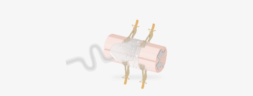 Cortec Airray Research Cuff Fetz Spinal Cord Label - Rhinoceros, transparent png