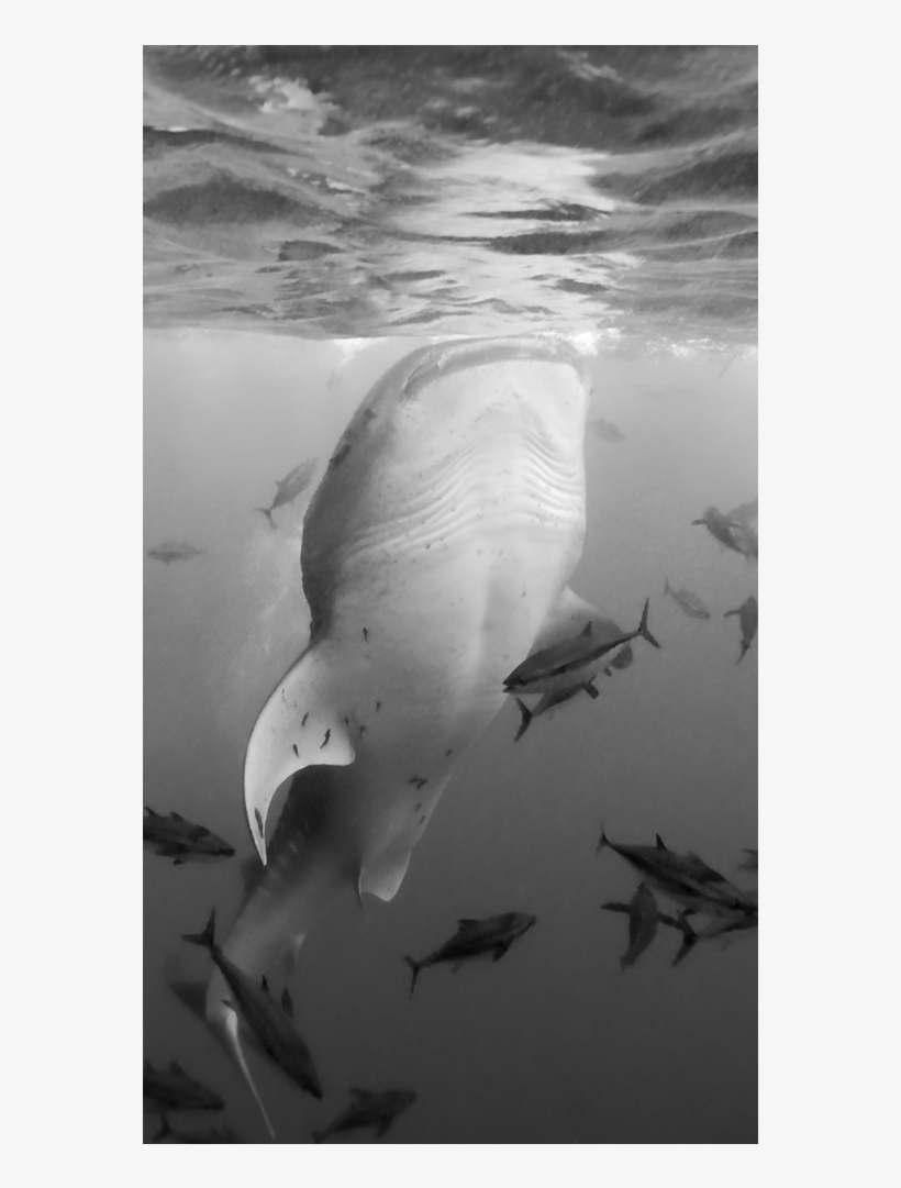 Whale Shark - Tiger Shark, transparent png