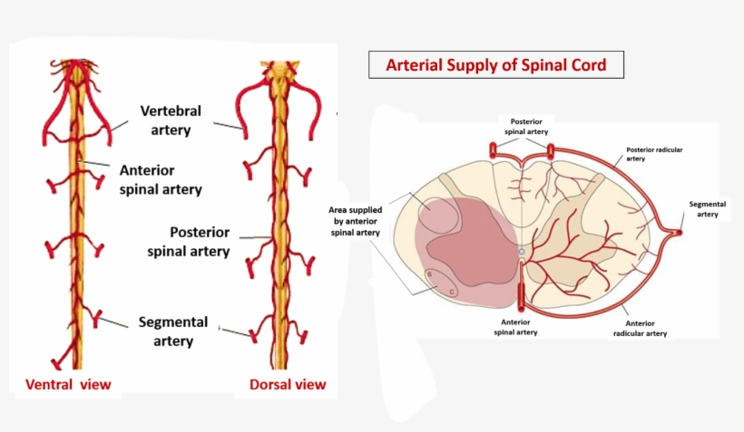 Describe The Arterial Supply Of Spinal Cord - Lumbar Vertebra Vascularization, transparent png