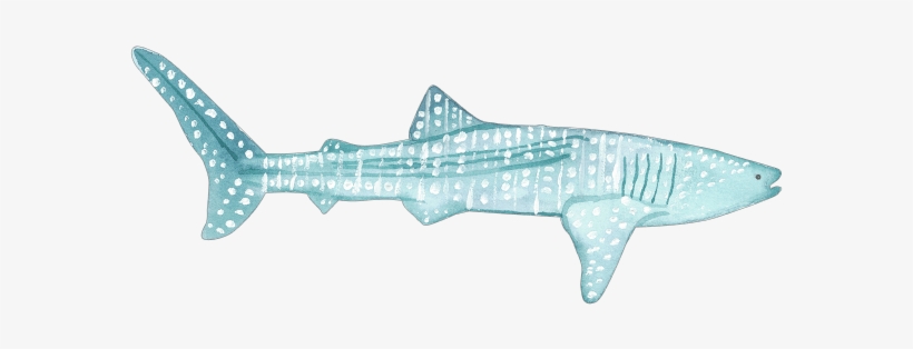 C - Pagel - Whale Shark, transparent png